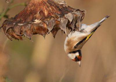 Putter, Carduelis carduelis, Europian goldfinch | Het Hogeland