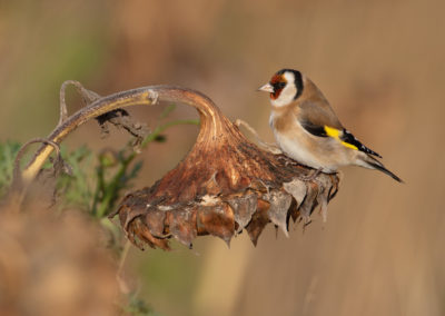 Putter, Carduelis carduelis, Europian goldfinch | Het Hogeland