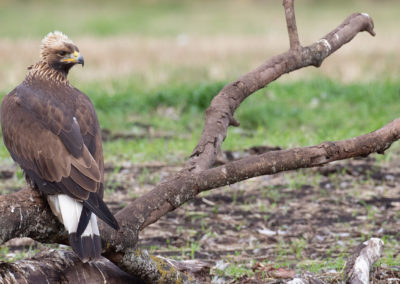 Steenarend, Aquila chrysaetos, Golden eagle | Zweden