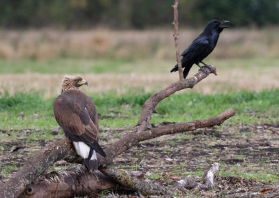 Steenarend, Aquila chrysaetos, Golden eagle | Zweden