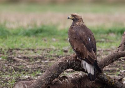 Steenarend, Aquila chrysaetos, Golden eagle | Zweden