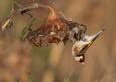 Putter, Carduelis carduelis, Europian goldfinch | Het Hogeland