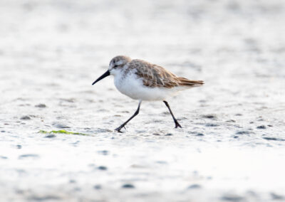 Alaskastrandloper, Calidris mauri, Western sandpiper