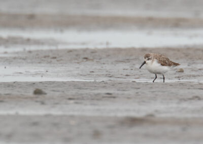 Alaskastrandloper, Calidris mauri, Western sandpiper | Holwerd