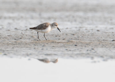 Alaskastrandloper, Calidris mauri, Western sandpiper | Holwerd