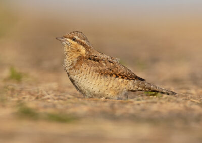 Draaihals, Jynx torquilla, Wryneck | Noordpolderzijl