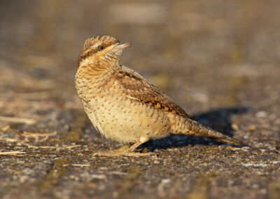 Draaihals, Jynx torquilla, Wryneck | Noordpolderzijl