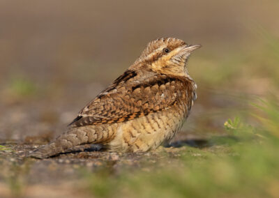 Draaihals, Jynx torquilla, Wryneck