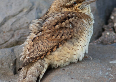 Draaihals, Jynx torquilla, Wryneck | Noordpolderzijl