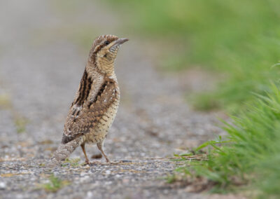 Draaihals, Jynx torquilla, Wryneck | Noordpolderzijl