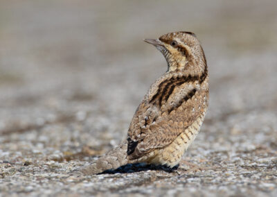 Draaihals, Jynx torquilla, Wryneck | Noordpolderzijl