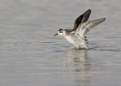 Grauwe franjepoot, Phalaropus lobatus, Red-necked phalarope | Lauwersmeer