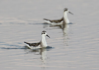 Grauwe franjepoot, Phalaropus lobatus, Red-necked phalarope | Lauwersmeer