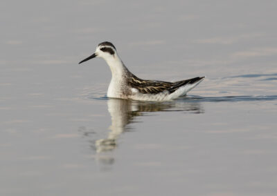 Grauwe franjepoot, Phalaropus lobatus, Red-necked phalarope | Lauwersmeer