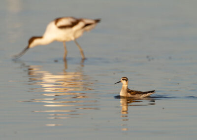 Grauwe franjepoot, Phalaropus lobatus, Red-necked phalarope