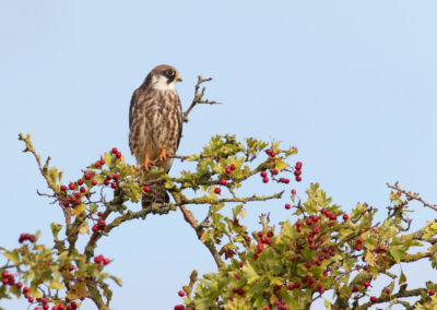 Roodpootvalk, Falco vespertinus, Red-footed falcon