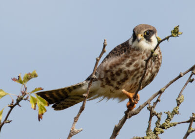 Roodpootvalk, Falco vespertinus, Red-footed falcon | Noordpolderzijl