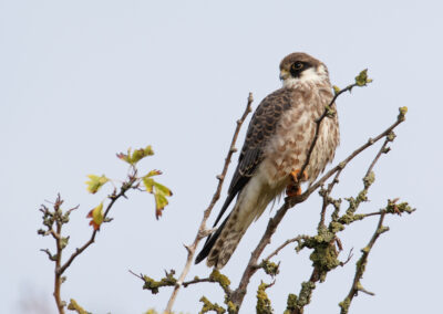 Roodpootvalk, Falco vespertinus, Red-footed falcon | Noordpolderzijl