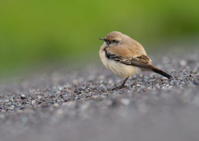 Woestijntapuit, Oenanthe deserti, Desert wheatear