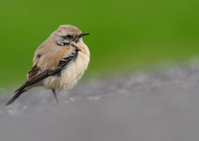 Woestijntapuit, Oenanthe deserti, Desert wheatear | Linthorst Homanpolder | Waddengebied