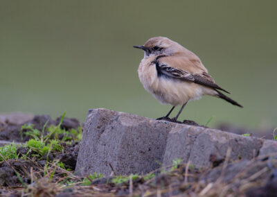 Woestijntapuit, Oenanthe deserti, Desert wheatear | Linthorst Homanpolder | Waddengebied