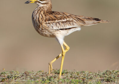 Griel, Burhinus oedicnemus, Eurasian stone-curlew | Canarische eilanden | Lanzarote