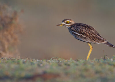 Griel, Burhinus oedicnemus, Eurasian stone-curlew | Canarische eilanden | Lanzarote