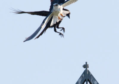 Grijze wouw, Elanus caeruleus, Black-shouldered kite