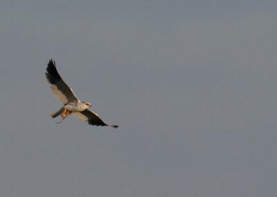 Grijze wouw, Elanus caeruleus, Black-shouldered kite | Roegwold