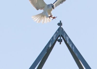 Grijze wouw, Elanus caeruleus, Black-shouldered kite | Roegwold