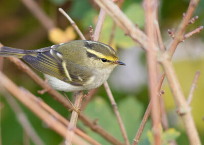 Pallas' boszanger, Phylloscopus proregulus, Pallas's leaf warbler | Eemshaven