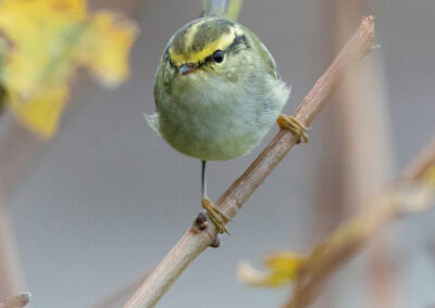 Pallas' boszanger, Phylloscopus proregulus, Pallas's leaf warbler | Eemshaven