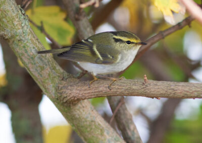 Pallas' boszanger, Phylloscopus proregulus, Pallas's leaf warbler | Eemshaven