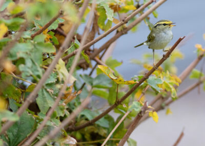 Pallas' boszanger, Phylloscopus proregulus, Pallas's leaf warbler | Eemshaven