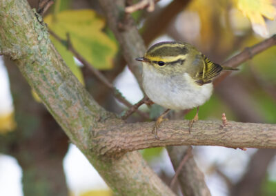 Pallas' boszanger, Phylloscopus proregulus, Pallas's leaf warbler | Eemshaven