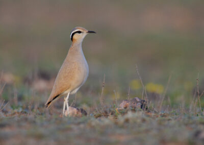 Renvogel, Cursorius cursor, Cream-coloured courser