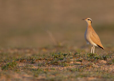 Renvogel, Cursorius cursor, Cream-coloured courser | Canarische eilanden | Lanzarote