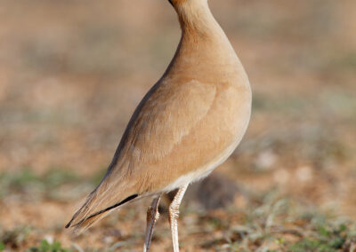 Renvogel, Cursorius cursor, Cream-coloured courser | Canarische eilanden | Lanzarote