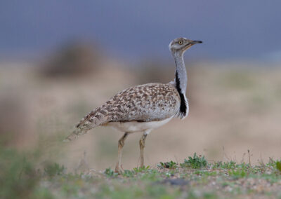 Westelijke kraagtrap, Chlamodytis undulata fuertevanturae, Houbara bustard