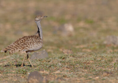 Westelijke kraagtrap, Chlamodytis undulata fuertevanturae, Houbara bustard | Canarische eilanden | Lanzarote