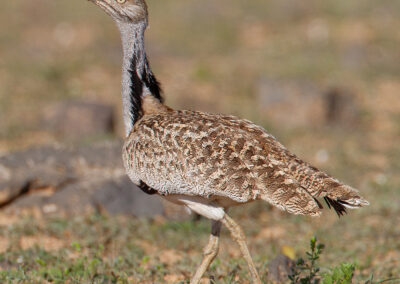 Westelijke kraagtrap, Chlamodytis undulata fuertevanturae, Houbara bustard | Canarische eilanden | Lanzarote