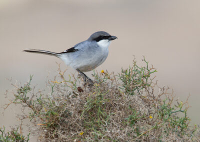 Zuidelijke klapekster, Lanius meridionalis, Southern grey shrike