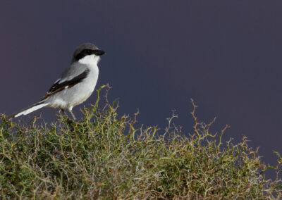 Zuidelijke klapekster, Lanius meridionalis, Southern grey shrike | Canarische eilanden | Lanzarote