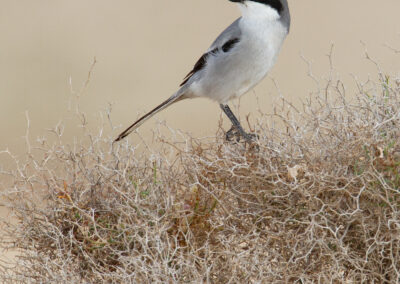 Zuidelijke klapekster, Lanius meridionalis, Southern grey shrike | Canarische eilanden | Lanzarote