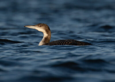 IJsduiker, Gavia immer, Great northern diver